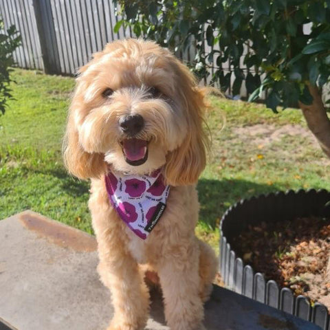 BANDANA - PURPLE POPPY