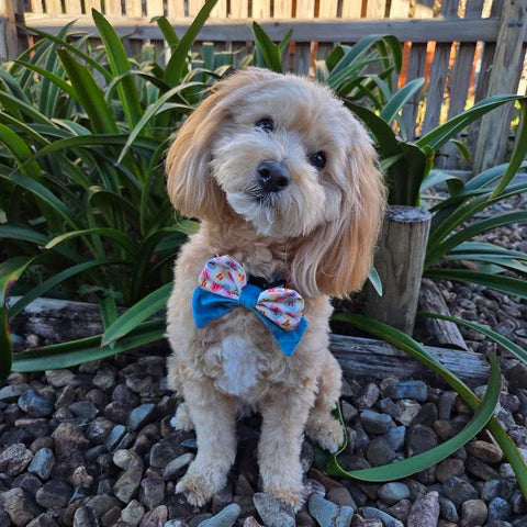 SAILOR BOW TIES - SWEET TALKER