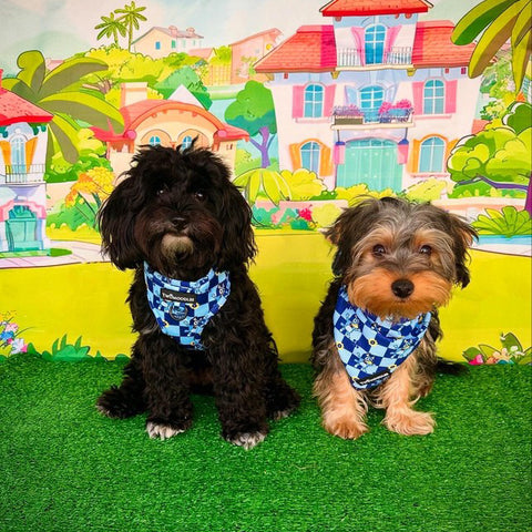 BANDANA - TRUE BLUEY