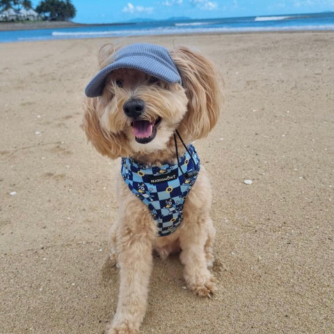 HARNESS ADJUSTABLE - TRUE BLUEY