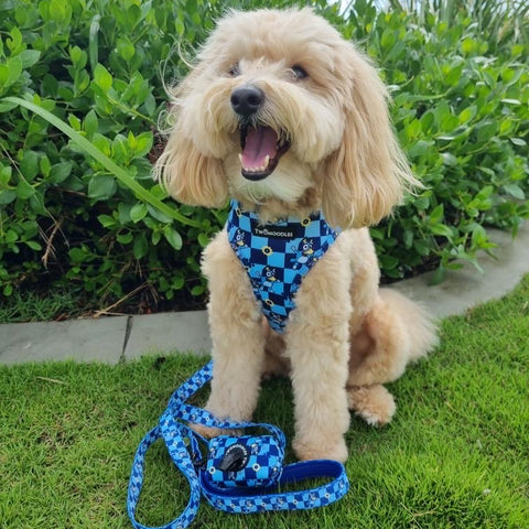HARNESS ADJUSTABLE - TRUE BLUEY