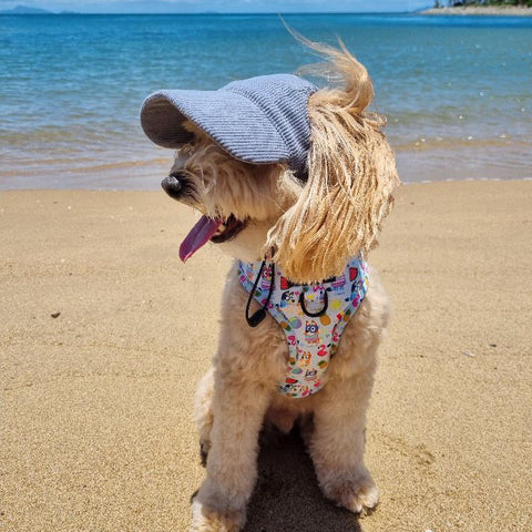 DOG HATS