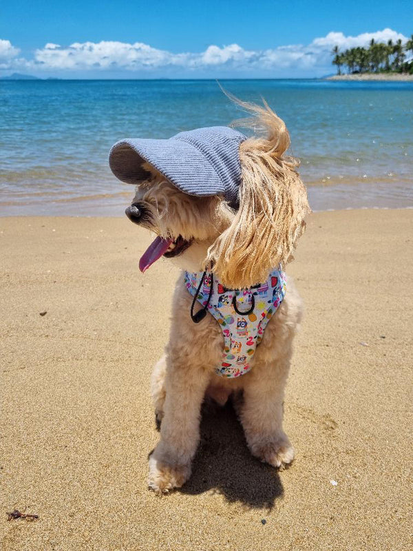 DOG HATS
