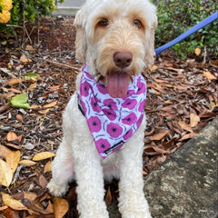 BANDANA - PURPLE POPPY 
