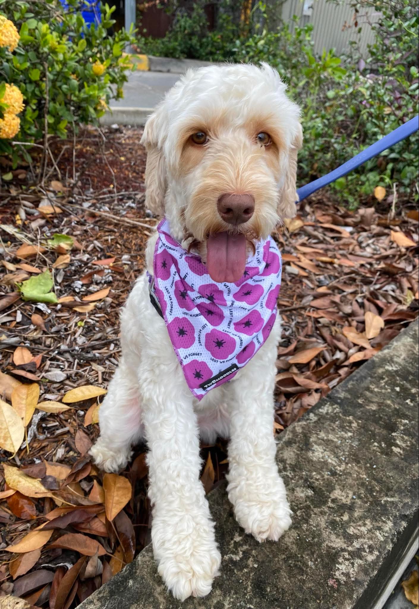 BANDANA - PURPLE POPPY "LEST WE FORGET"
