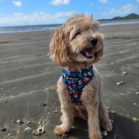 HARNESS ADJUSTABLE - BUNNINGS TRIP