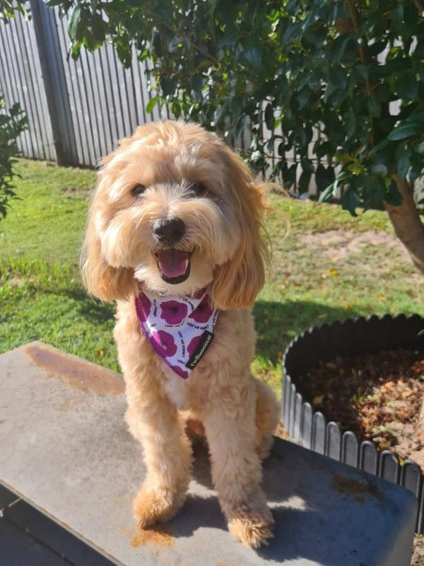 BANDANA - PURPLE POPPY 