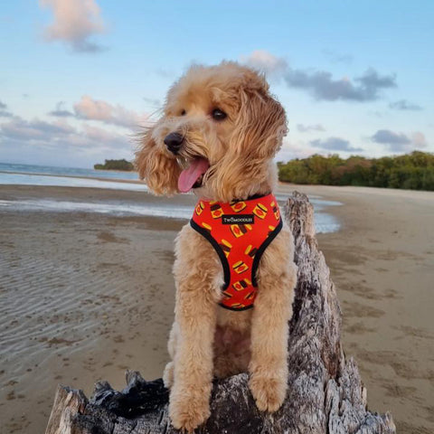 HARNESS REVERSIBLE - DOGEMITE