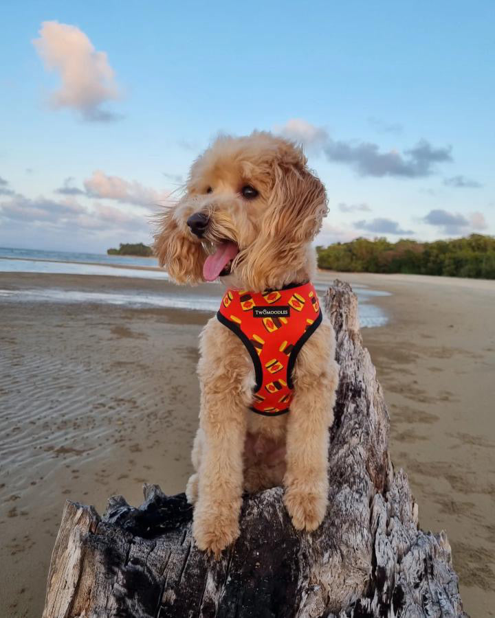HARNESS REVERSIBLE - DOGEMITE