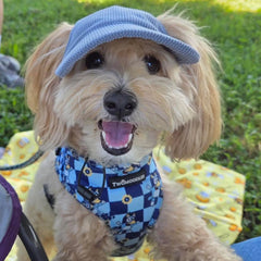 DOG HATS