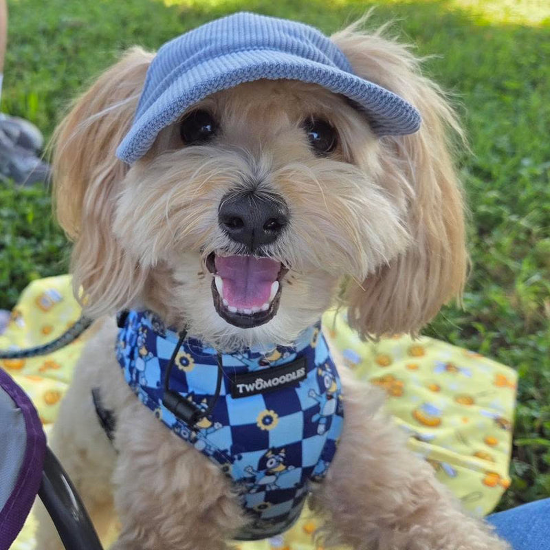 DOG HATS