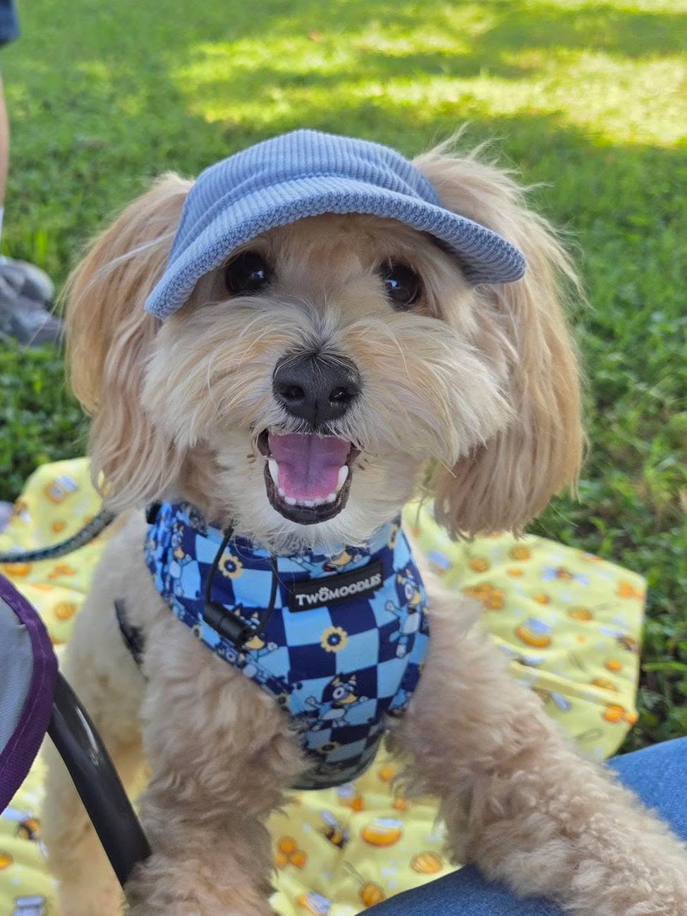 DOG HATS