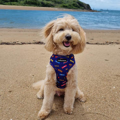 HARNESS ADJUSTABLE - FAVEMUTTS