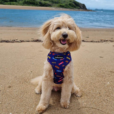 HARNESS ADJUSTABLE - FAVEMUTTS