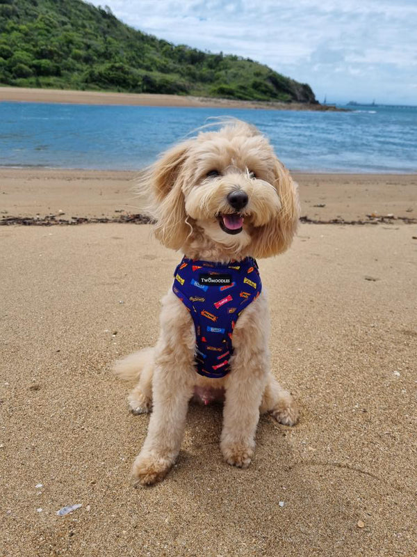 HARNESS ADJUSTABLE - FAVEMUTTS