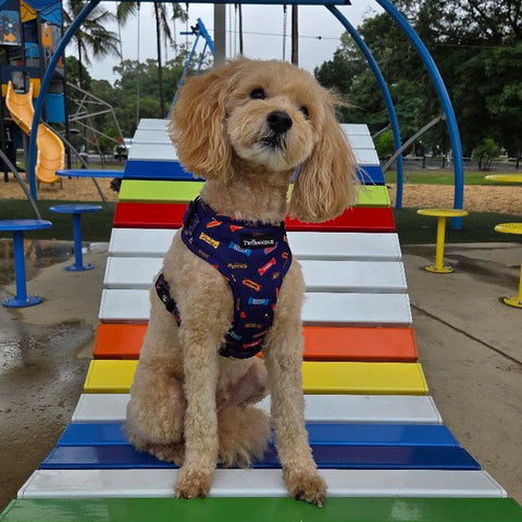 HARNESS ADJUSTABLE - FAVEMUTTS