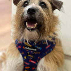 HARNESS ADJUSTABLE - FAVEMUTTS