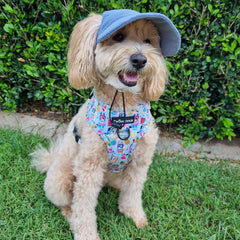 DOG HATS