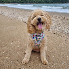 HARNESS ADJUSTABLE - BEACH BLUEY