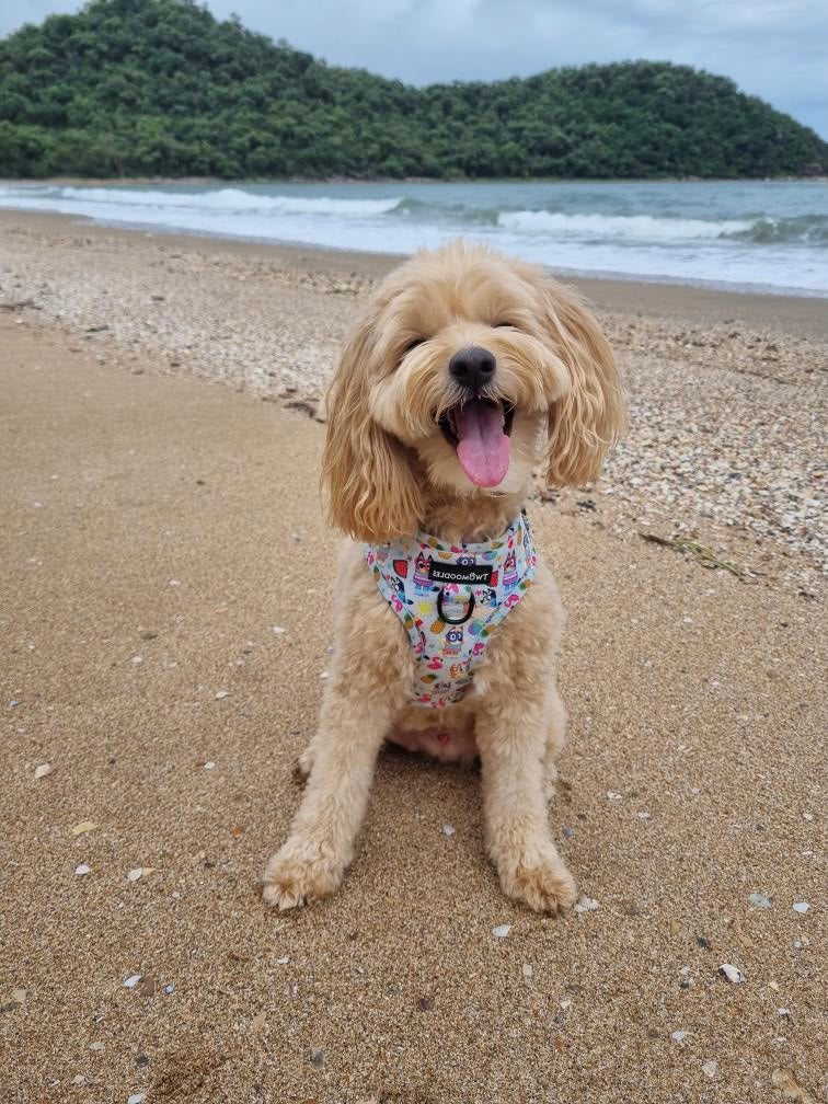 HARNESS ADJUSTABLE - BEACH BLUEY