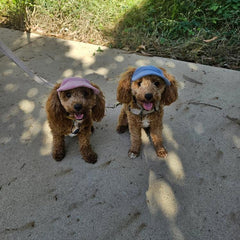 DOG HATS