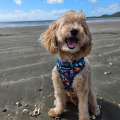 HARNESS ADJUSTABLE - BUNNINGS TRIP