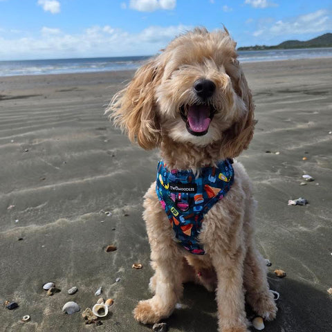 HARNESS ADJUSTABLE - BUNNINGS TRIP