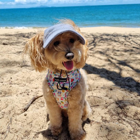DOG HATS