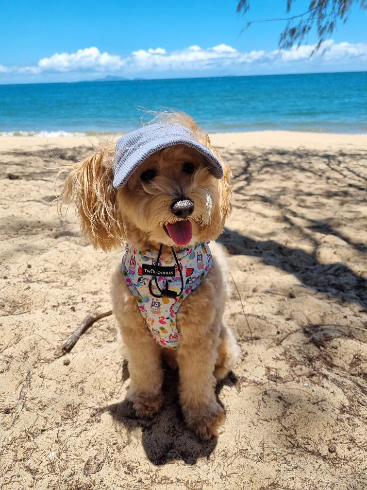 DOG HATS