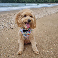 HARNESS ADJUSTABLE - BEACH BLUEY