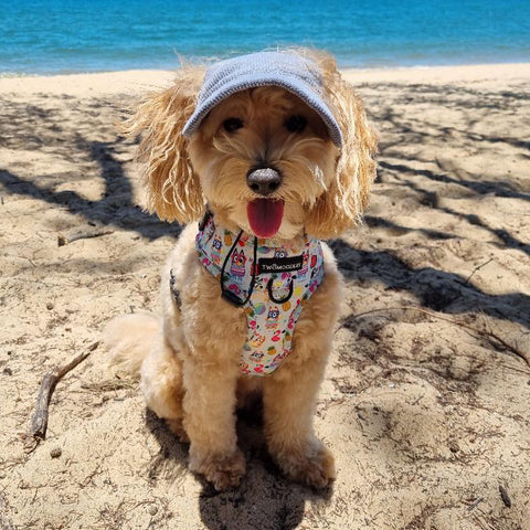 DOG HATS