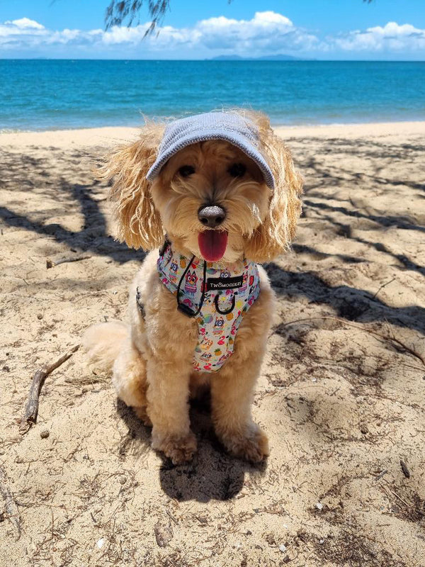 DOG HATS