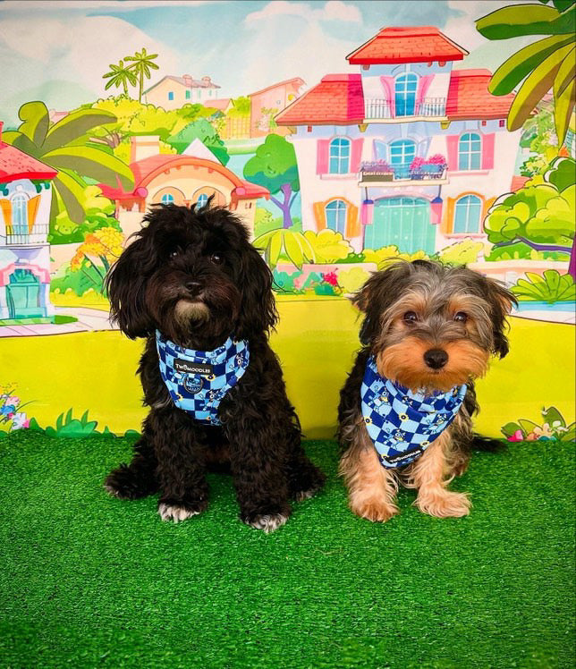 BOW TIE - TRUE BLUEY