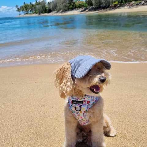 DOG HATS