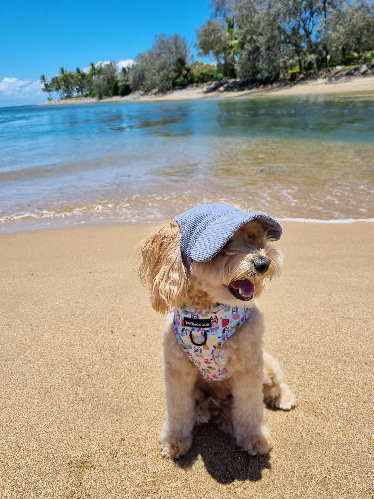 DOG HATS