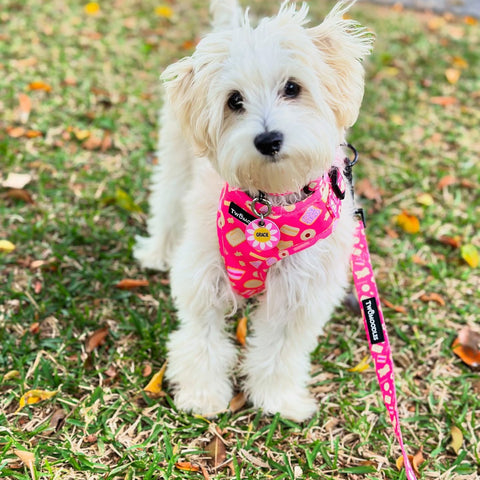 HARNESS ADJUSTABLE- ARMUTTS BISCUITS