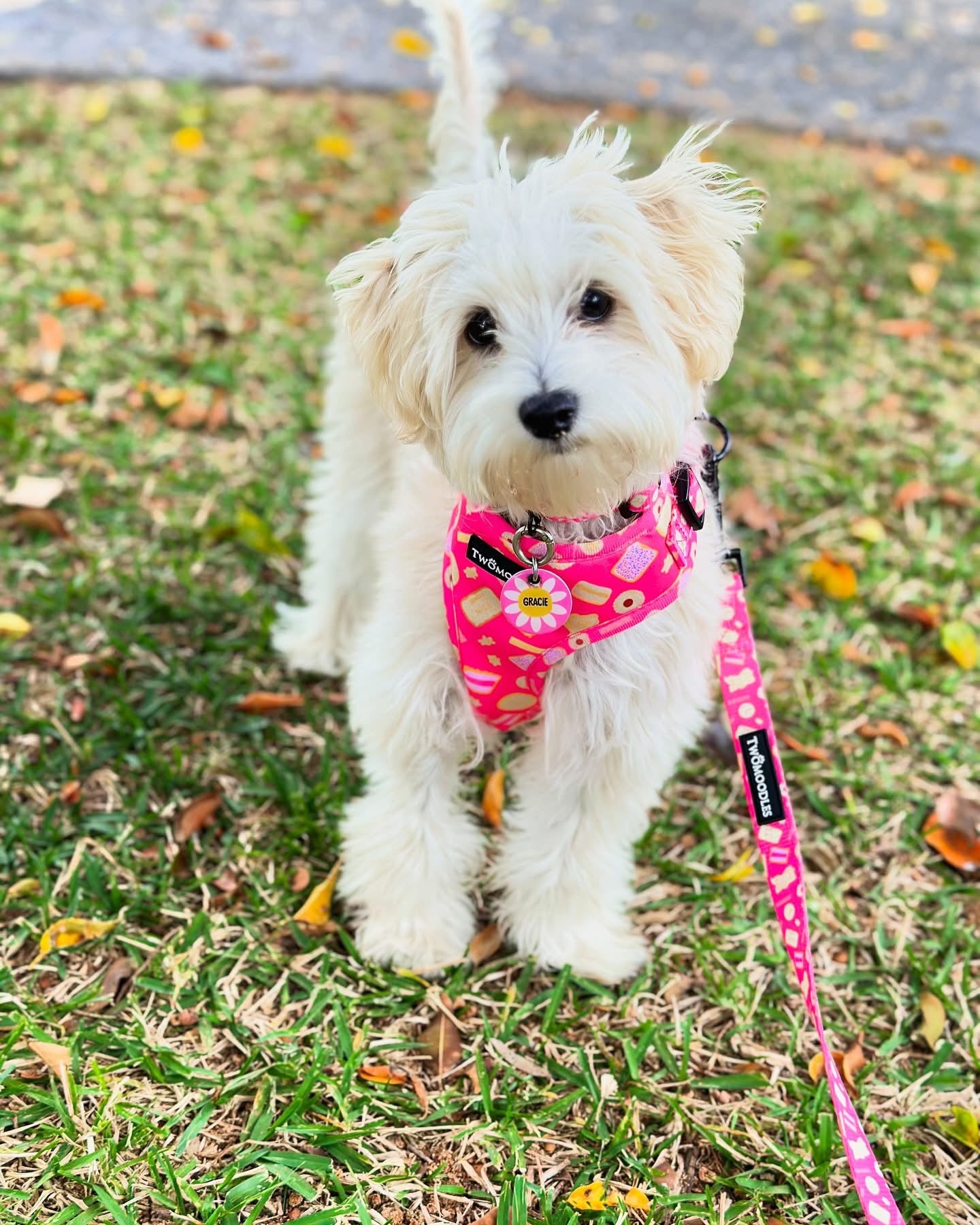 Harness Adjustable- Armutts Biscuits – Twomoodles