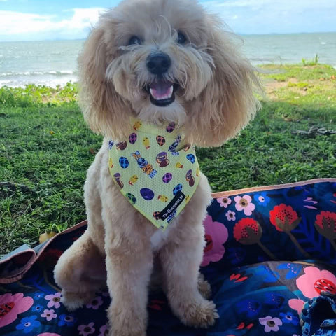 BANDANA - AUSSIE EASTER