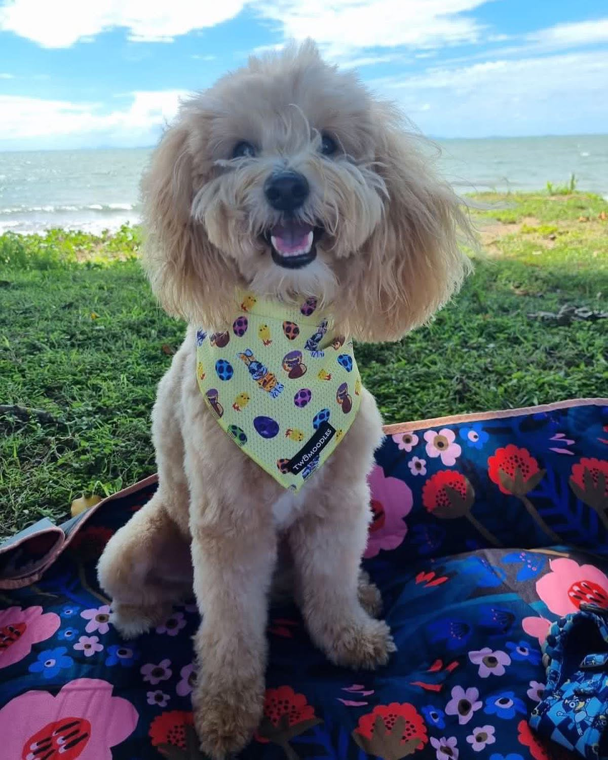 BANDANA - AUSSIE EASTER