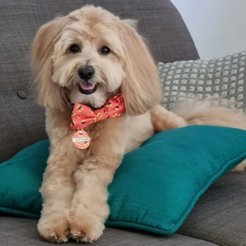 BOW TIE - DOGEMITE