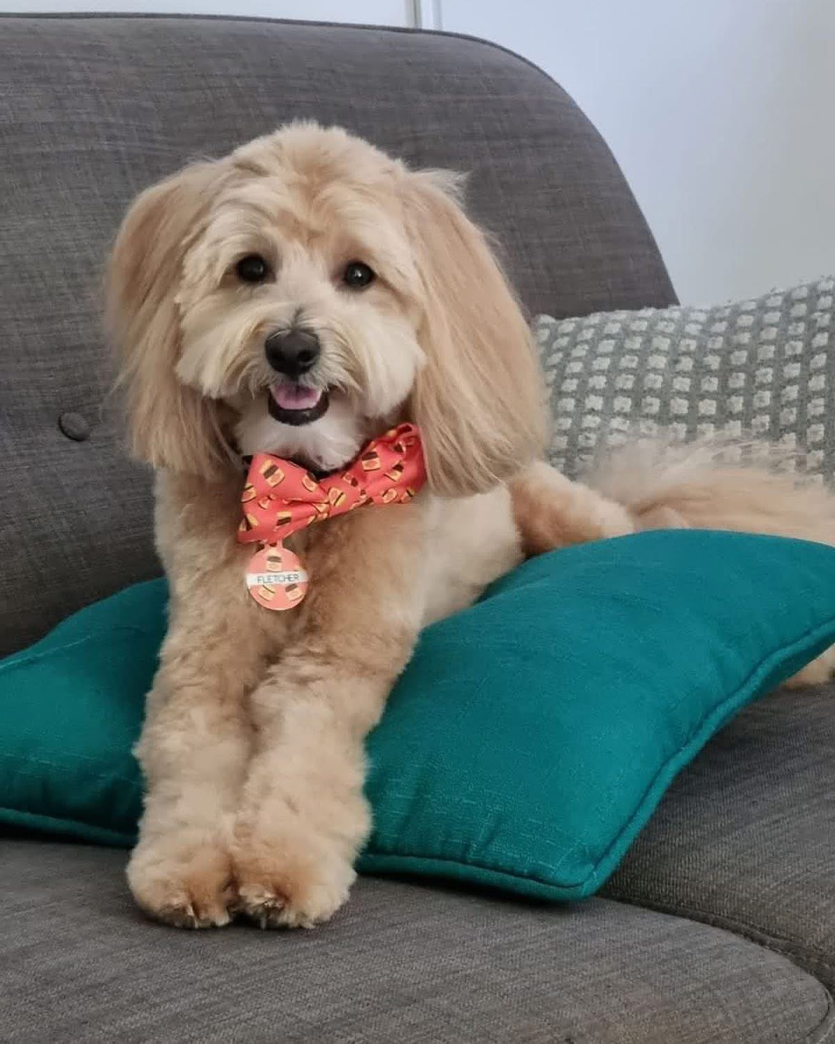 BOW TIE - DOGEMITE
