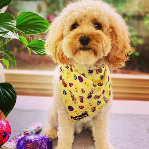 BANDANA - AUSSIE EASTER