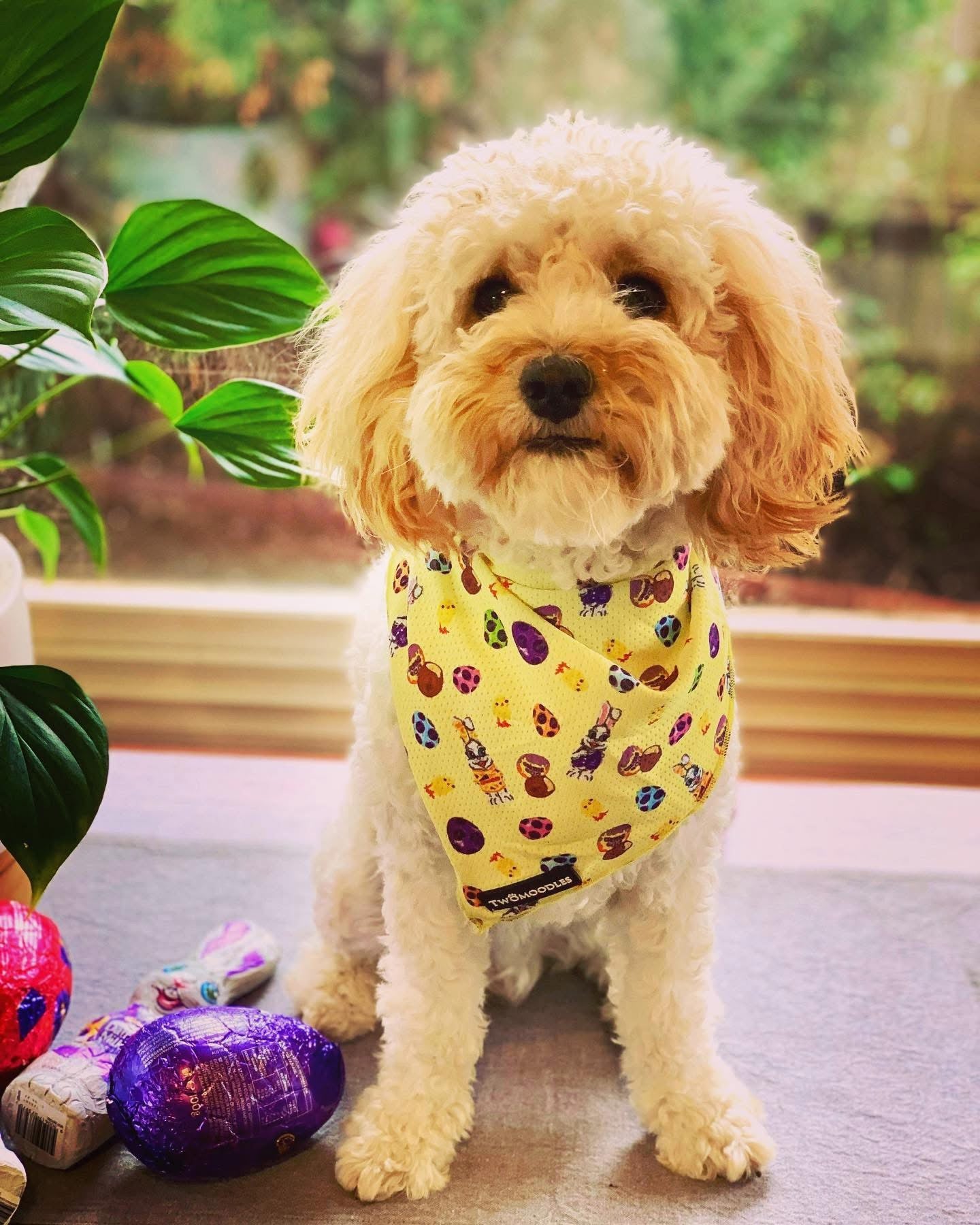 BANDANA - AUSSIE EASTER
