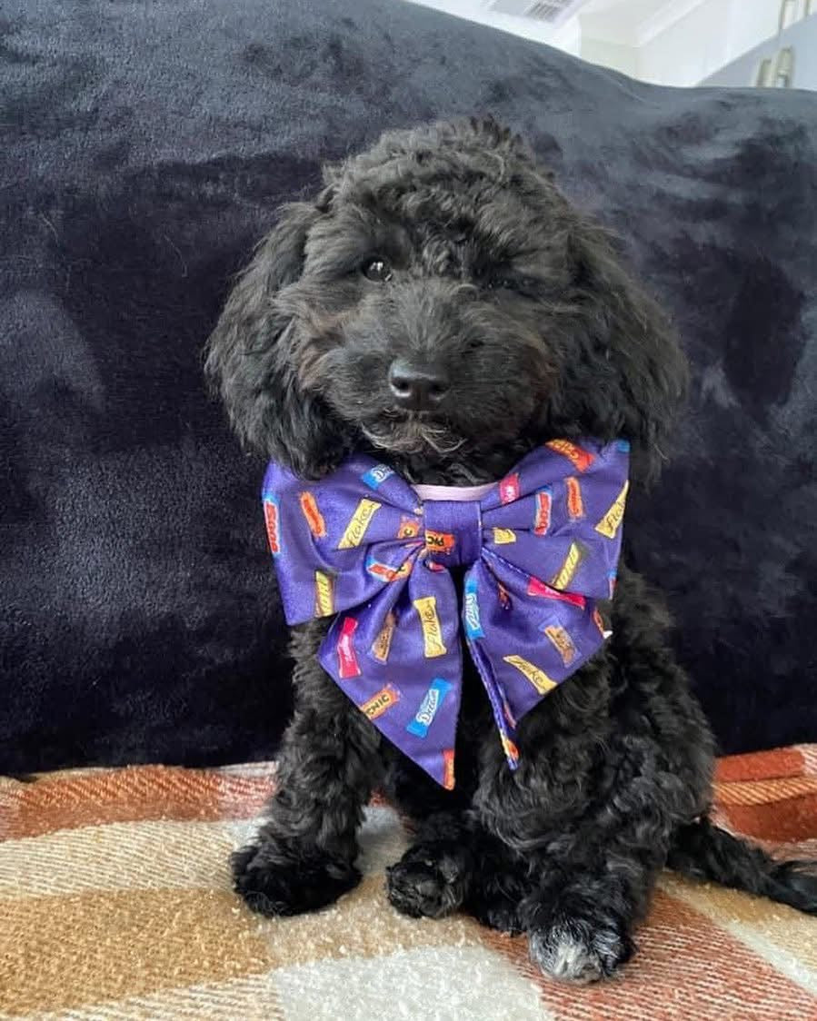 SAILOR BOW TIES - FAVEMUTTS