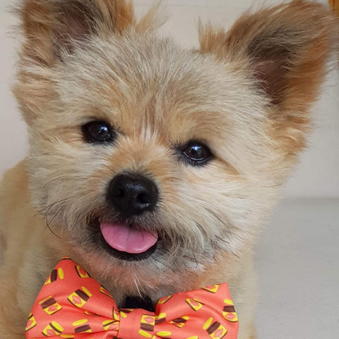 BOW TIE - DOGEMITE