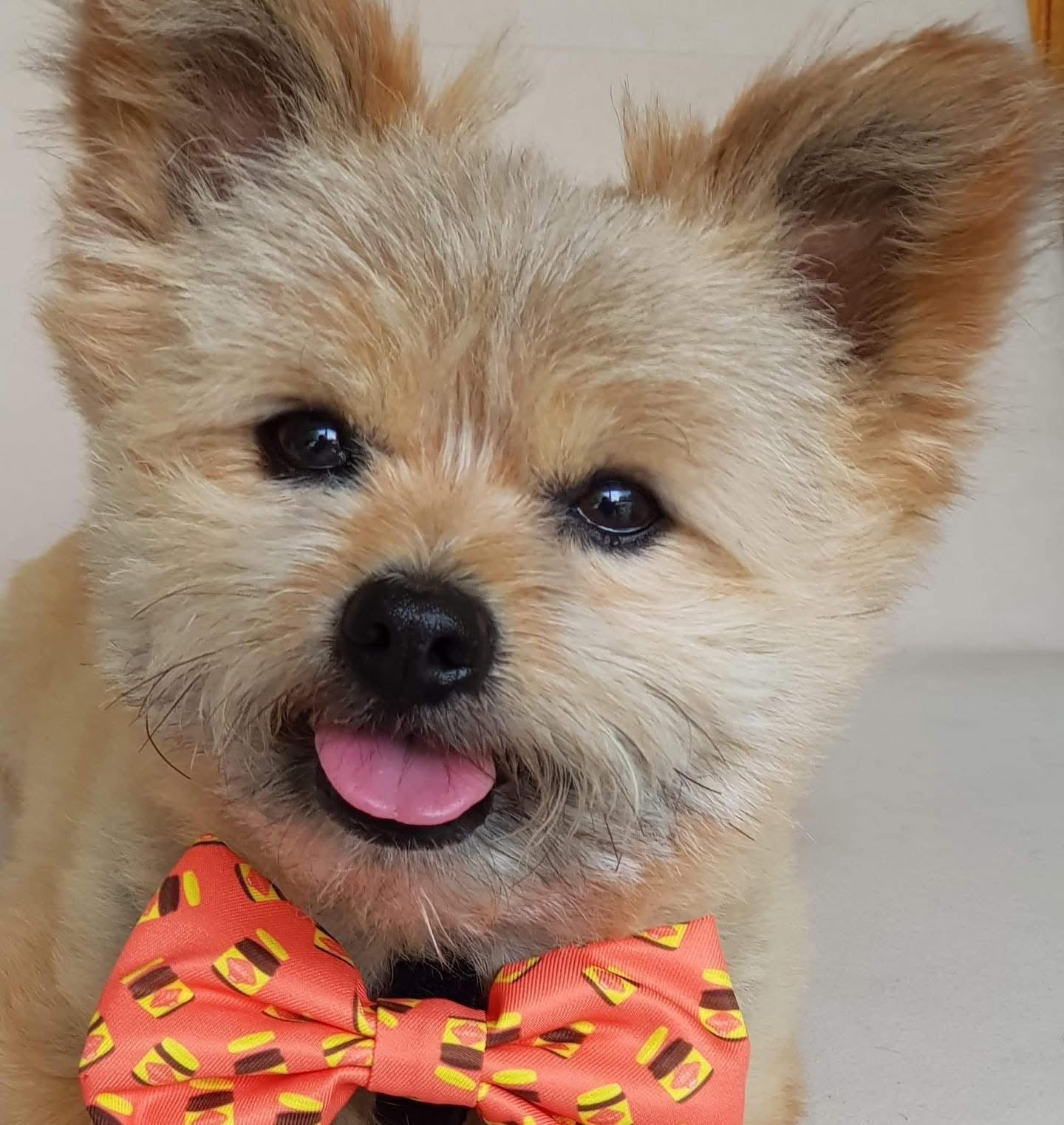BOW TIE - DOGEMITE