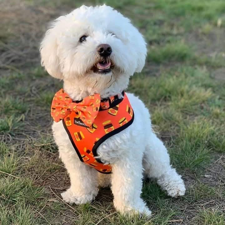 HARNESS REVERSIBLE - DOGEMITE