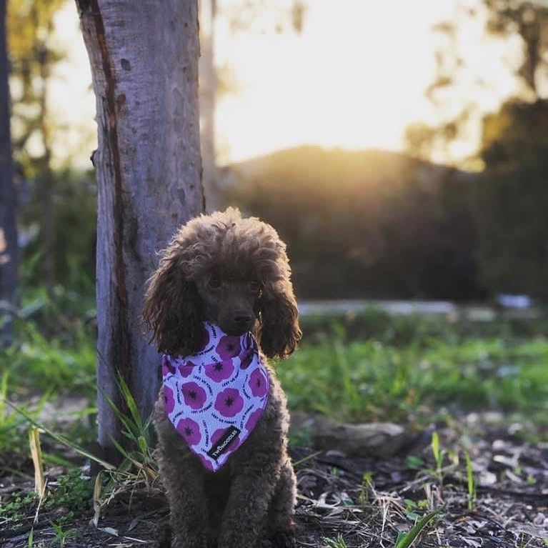 BANDANA - PURPLE POPPY "LEST WE FORGET"