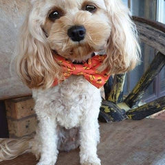 BOW TIE - DOGEMITE