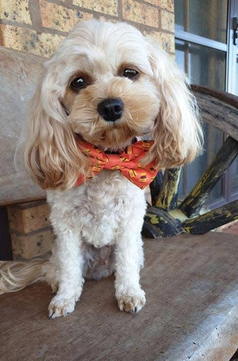 BOW TIE - DOGEMITE